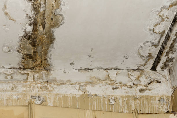 Best Water Damage & Mold Remediation  in Haubstadt, IN