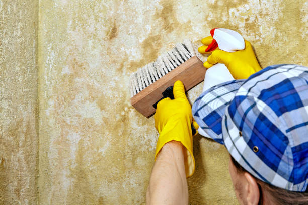 Best Post-Construction Mold Inspection  in Haubstadt, IN