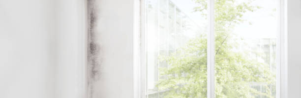 Best Industrial Mold Remediation  in Haubstadt, IN