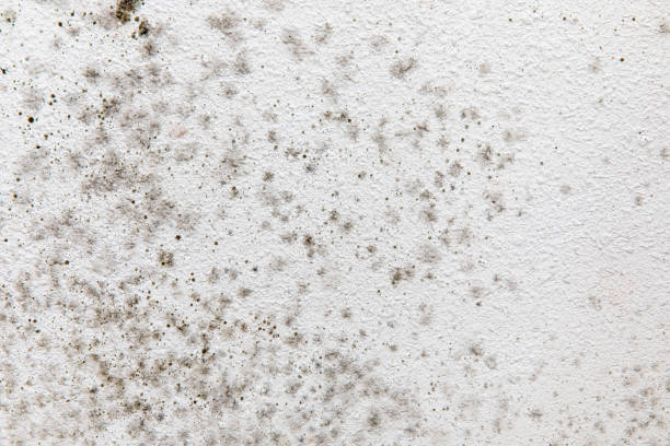 Trusted Haubstadt, IN Mold Removal Experts