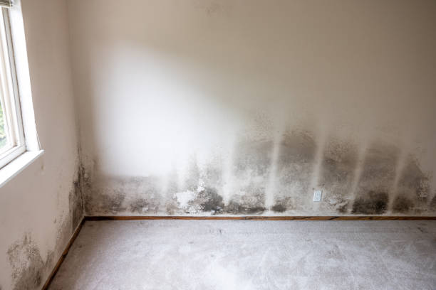 Best Basement Mold Removal  in Haubstadt, IN