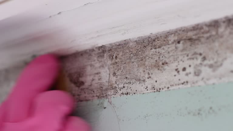 Best Airborne Mold Testing  in Haubstadt, IN